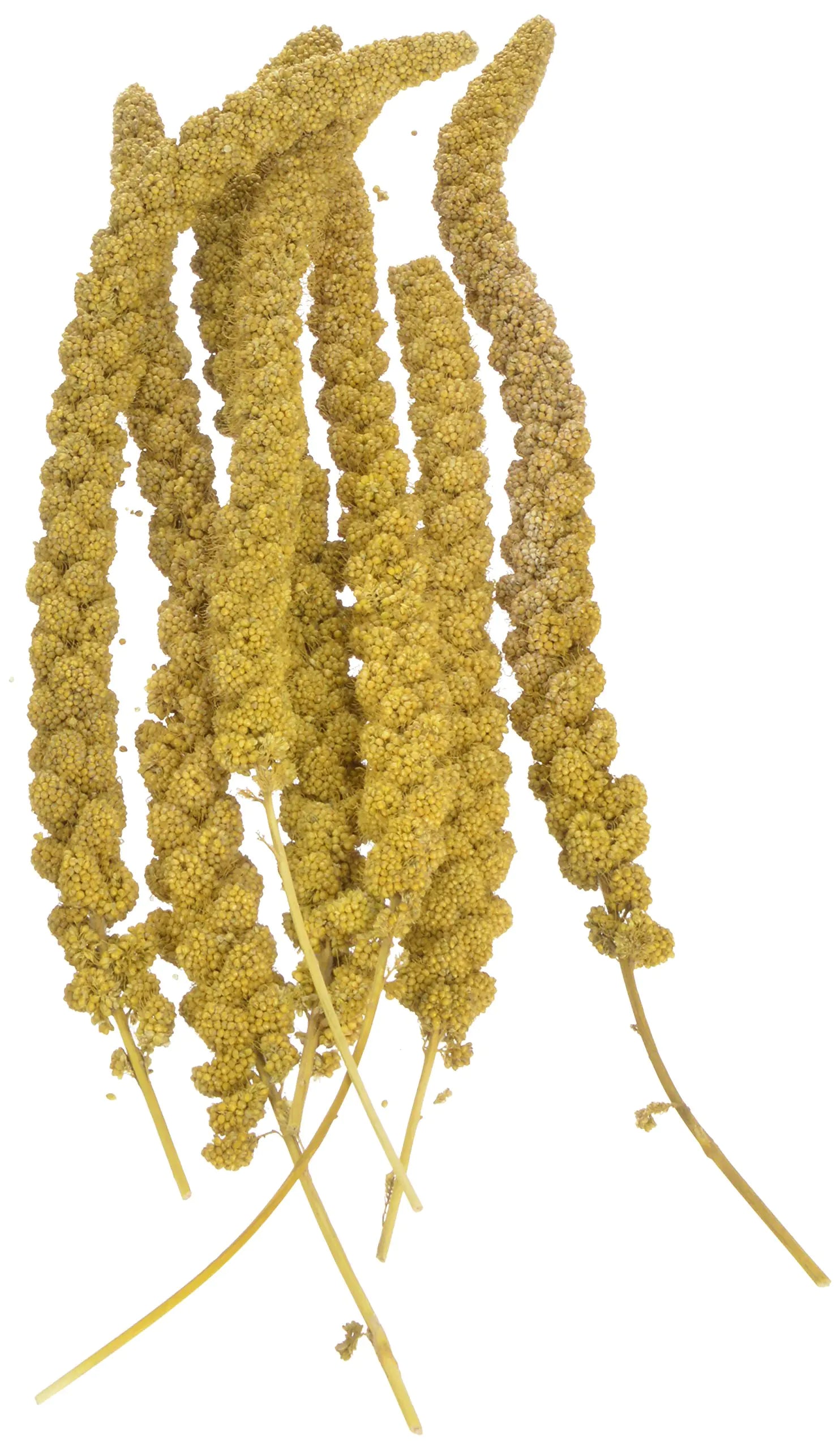 Sun Seed Company Bss10911 Small Bird Millet Spray Treats 5-Pound