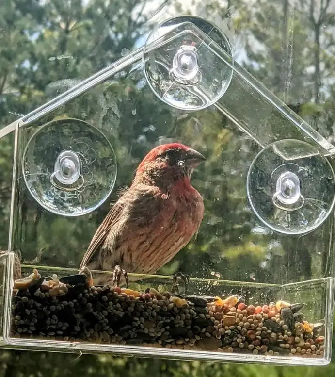 Acrylic Window Bird Feeder for Hummingbirds (Wholesale)